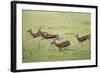 Thomson's Gazelles Running from Stalking Cheetah-Paul Souders-Framed Photographic Print