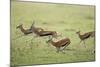 Thomson's Gazelles Running from Stalking Cheetah-Paul Souders-Mounted Photographic Print