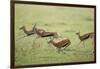 Thomson's Gazelles Running from Stalking Cheetah-Paul Souders-Framed Photographic Print