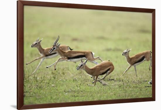 Thomson's Gazelles Running from Stalking Cheetah-Paul Souders-Framed Photographic Print