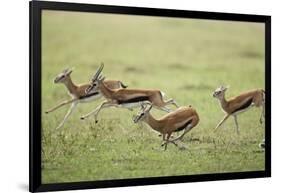 Thomson's Gazelles Running from Stalking Cheetah-Paul Souders-Framed Photographic Print