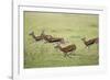 Thomson's Gazelles Running from Stalking Cheetah-Paul Souders-Framed Photographic Print