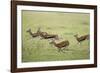 Thomson's Gazelles Running from Stalking Cheetah-Paul Souders-Framed Photographic Print