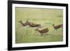 Thomson's Gazelles Running from Stalking Cheetah-Paul Souders-Framed Photographic Print