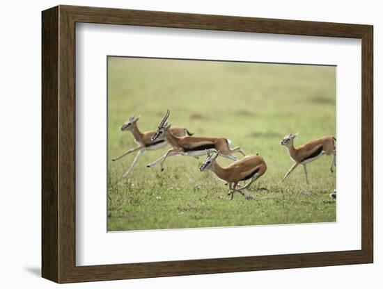 Thomson's Gazelles Running from Stalking Cheetah-Paul Souders-Framed Photographic Print