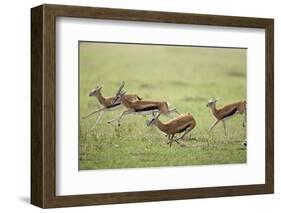 Thomson's Gazelles Running from Stalking Cheetah-Paul Souders-Framed Photographic Print