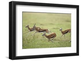 Thomson's Gazelles Running from Stalking Cheetah-Paul Souders-Framed Photographic Print