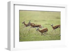 Thomson's Gazelles Running from Stalking Cheetah-Paul Souders-Framed Photographic Print