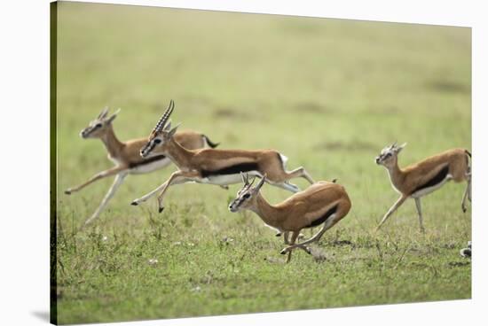 Thomson's Gazelles Running from Stalking Cheetah-Paul Souders-Stretched Canvas