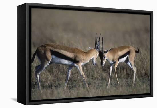 Thomson's Gazelles Sparring-Paul Souders-Framed Stretched Canvas