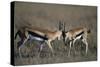 Thomson's Gazelles Sparring-Paul Souders-Stretched Canvas
