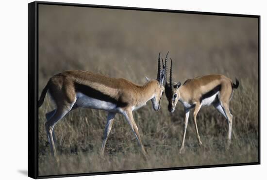 Thomson's Gazelles Sparring-Paul Souders-Framed Stretched Canvas