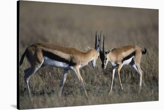 Thomson's Gazelles Sparring-Paul Souders-Stretched Canvas