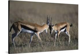 Thomson's Gazelles Sparring-Paul Souders-Stretched Canvas