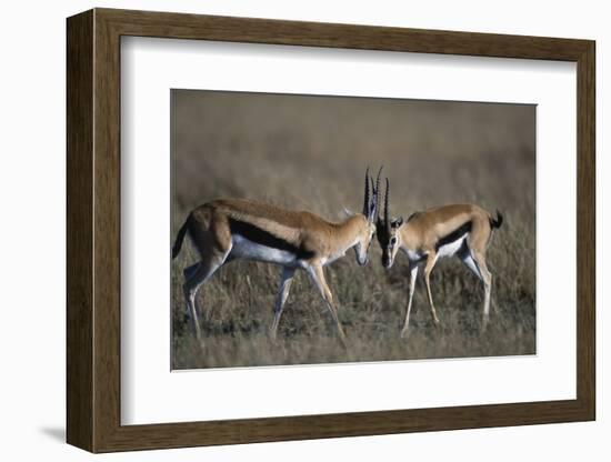 Thomson's Gazelles Sparring-Paul Souders-Framed Photographic Print