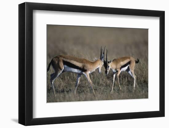 Thomson's Gazelles Sparring-Paul Souders-Framed Photographic Print