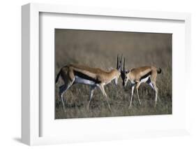 Thomson's Gazelles Sparring-Paul Souders-Framed Photographic Print