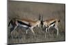 Thomson's Gazelles Sparring-Paul Souders-Mounted Photographic Print