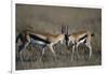 Thomson's Gazelles Sparring-Paul Souders-Framed Photographic Print