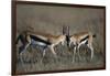 Thomson's Gazelles Sparring-Paul Souders-Framed Photographic Print