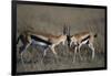 Thomson's Gazelles Sparring-Paul Souders-Framed Photographic Print