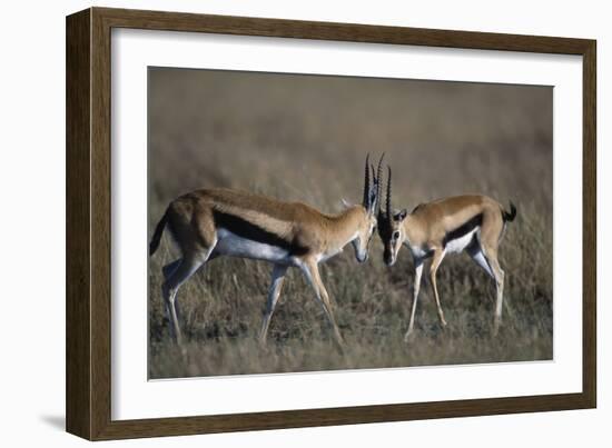 Thomson's Gazelles Sparring-Paul Souders-Framed Photographic Print
