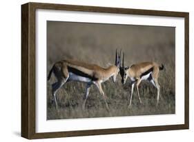 Thomson's Gazelles Sparring-Paul Souders-Framed Photographic Print