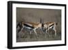 Thomson's Gazelles Sparring-Paul Souders-Framed Photographic Print