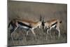 Thomson's Gazelles Sparring-Paul Souders-Mounted Photographic Print