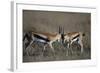 Thomson's Gazelles Sparring-Paul Souders-Framed Photographic Print