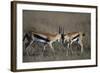 Thomson's Gazelles Sparring-Paul Souders-Framed Photographic Print