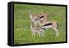 Thomson's Gazelles-DLILLC-Framed Stretched Canvas