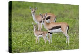 Thomson's Gazelles-DLILLC-Stretched Canvas