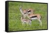 Thomson's Gazelles-DLILLC-Framed Stretched Canvas