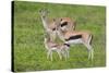 Thomson's Gazelles-DLILLC-Stretched Canvas