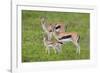 Thomson's Gazelles-DLILLC-Framed Photographic Print