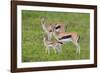 Thomson's Gazelles-DLILLC-Framed Photographic Print