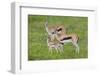 Thomson's Gazelles-DLILLC-Framed Photographic Print