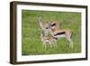 Thomson's Gazelles-DLILLC-Framed Photographic Print