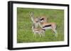 Thomson's Gazelles-DLILLC-Framed Photographic Print