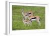 Thomson's Gazelles-DLILLC-Framed Photographic Print