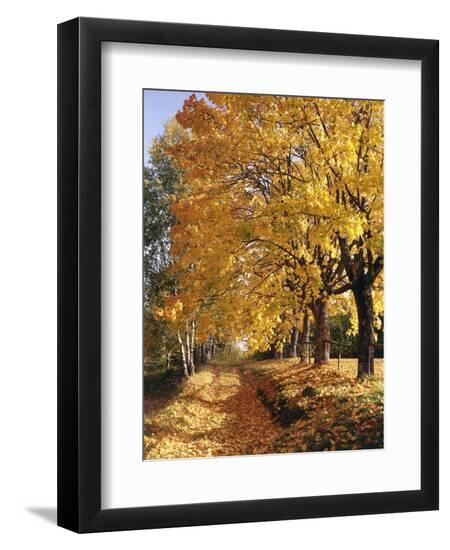 Premium Photographic Print, , large