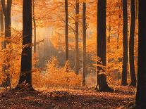 Beech Forest, Autumn-Thonig-Photographic Print