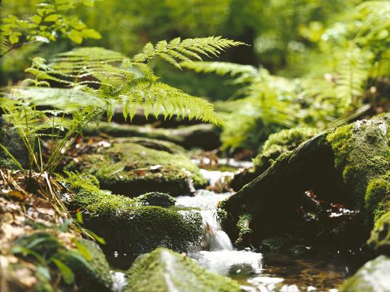 Premium Photographic Print, , large