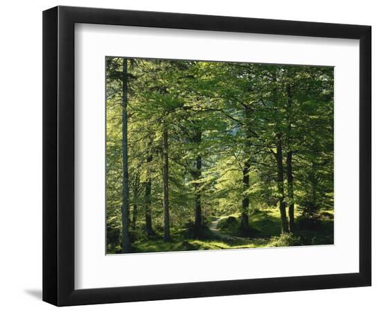 Premium Photographic Print, , large