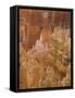 Thor's Hammer, Bryce Canyon National Park, Utah, United States of America, North America-Jean Brooks-Framed Stretched Canvas