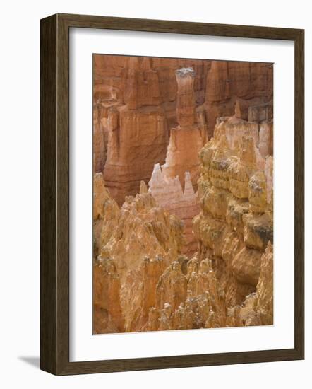 Thor's Hammer, Bryce Canyon National Park, Utah, United States of America, North America-Jean Brooks-Framed Photographic Print