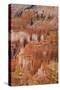 Thor's Hammer, Bryce Canyon National Park, Utah, United States of America, North America-Jean Brooks-Stretched Canvas