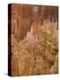 Thor's Hammer, Bryce Canyon National Park, Utah, United States of America, North America-Jean Brooks-Stretched Canvas