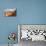 Thor's Hammer from the Navajo Loop Trail on a Partially Cloudy Day-Eleanor Scriven-Mounted Photographic Print displayed on a wall